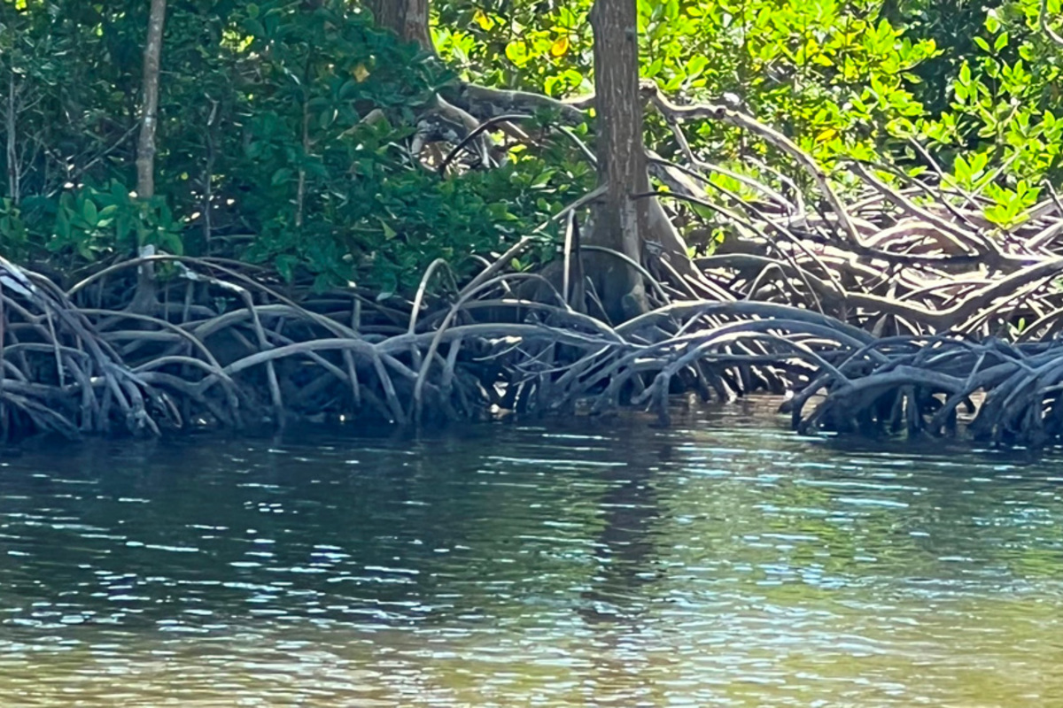 Carbon removal using blue carbon habitats uncertain and unreliable