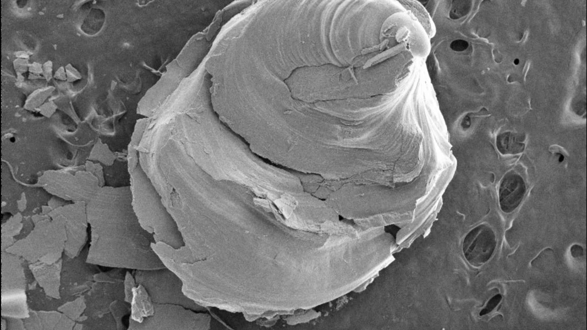 REPAIRS: Bivalve growth and development: a response to alkaline mineral dissolution