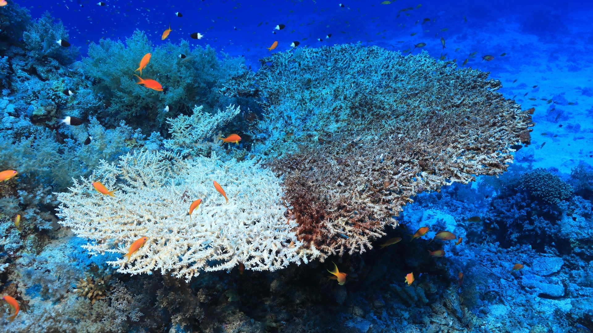 Symposia on the Ocean in a High-CO2 World