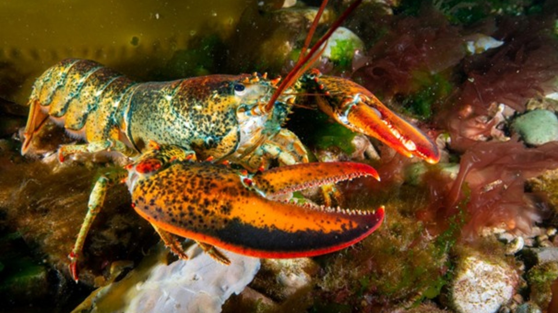 Physiological impacts of realistic OAE exposures on early life stages of a commercially important crustacean and recreationally significant fish 