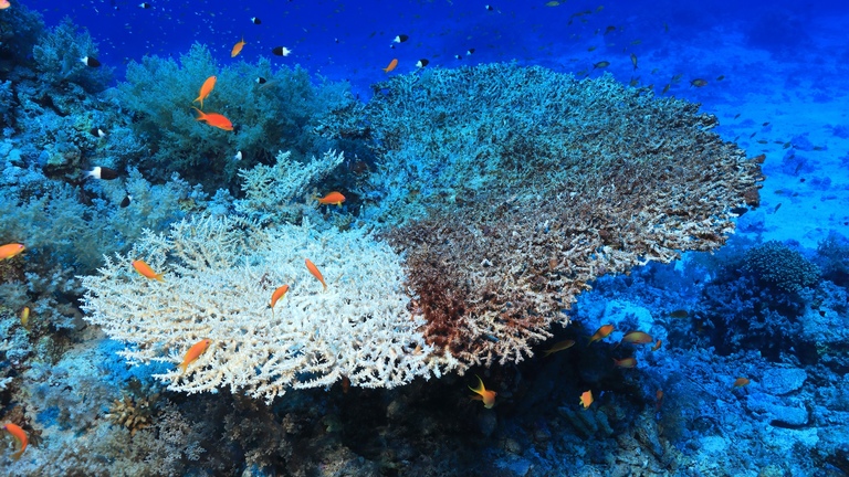 Symposia on the Ocean in a High-CO2 World