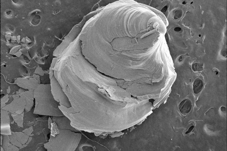 REPAIRS: Bivalve growth and development: a response to alkaline mineral dissolution