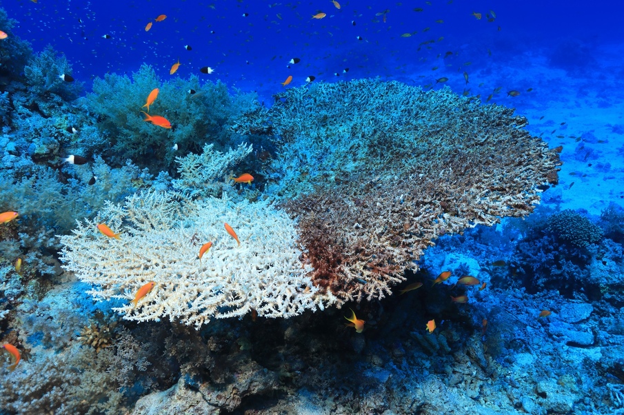 Symposia on the Ocean in a High-CO2 World