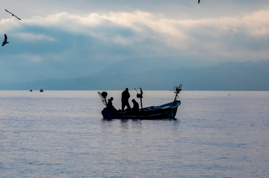 Response of Key Ecosystem Species to Ocean Alkalinity Enhancement in the Pacific region 