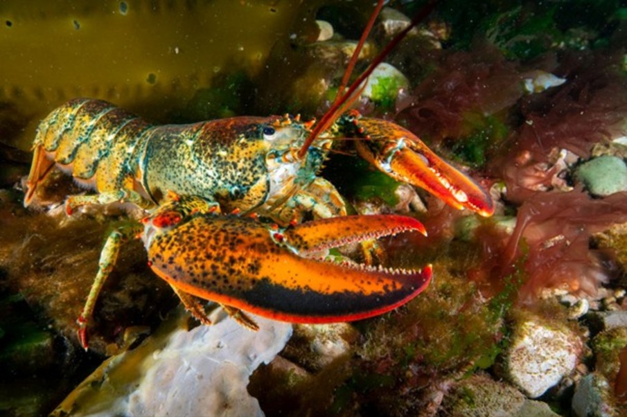 Physiological impacts of realistic OAE exposures on early life stages of a commercially important crustacean and recreationally significant fish 